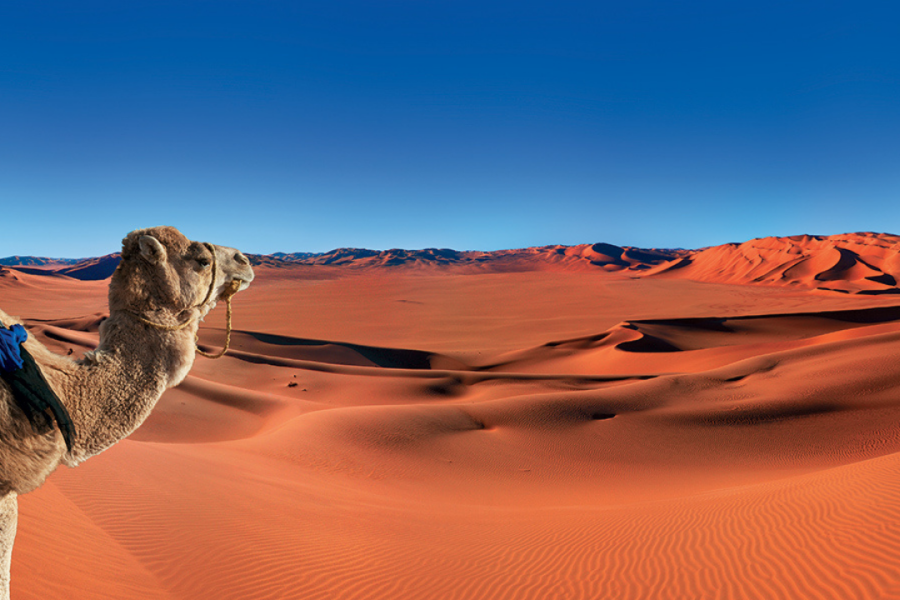 Majestic Sahara – 07 Nights / 08 Days