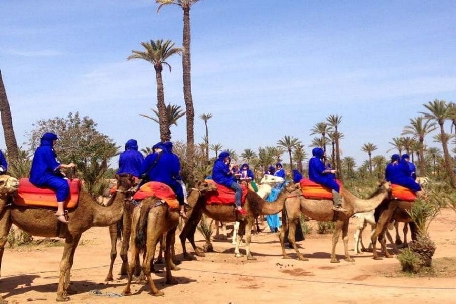 Camel Ride at the Palm Groves